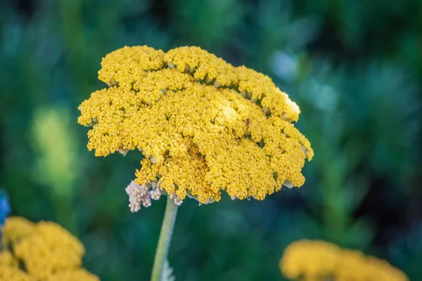 Buiten macro van een enkele geïsoleerde bloeiende gele fernleaf/duizendblad — Stockfoto