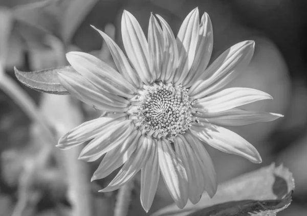 Margarita / flor de margarita blanca y negra de alta clave, sol brillante —  Fotos de Stock