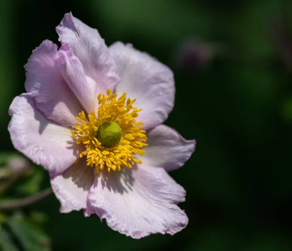 Makro różowe żółte kwiat anemonu ze szczegółową teksturą — Zdjęcie stockowe