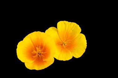 color top view macro of a pair of open golden California poppy blooms in vintage painting style on black background clipart