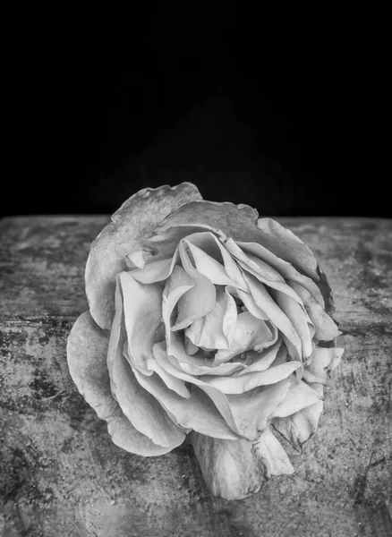 灰色の石の上に雨滴と低キーモノクロームのバラの花 黒の背景に詳細なテクスチャを持つヴィンテージ絵画スタイルのシングル孤立した花 — ストック写真