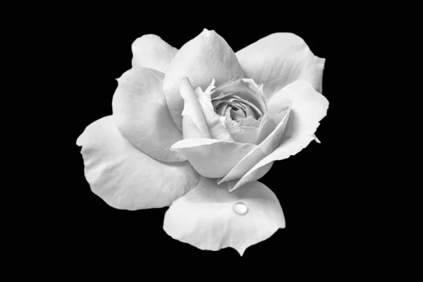 Brillant Monochrome Fleur Rose Blanche Avec Gouttes Pluie Macro Isolé — Photo