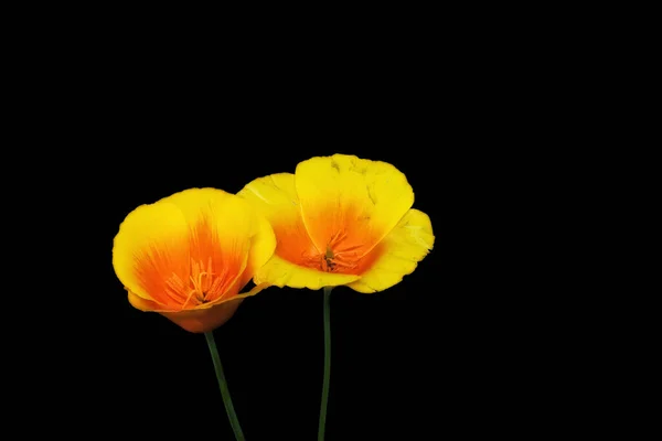Färg Ovanifrån Makro Ett Par Öppna Gyllene Kalifornien Vallmo Blommor — Stockfoto