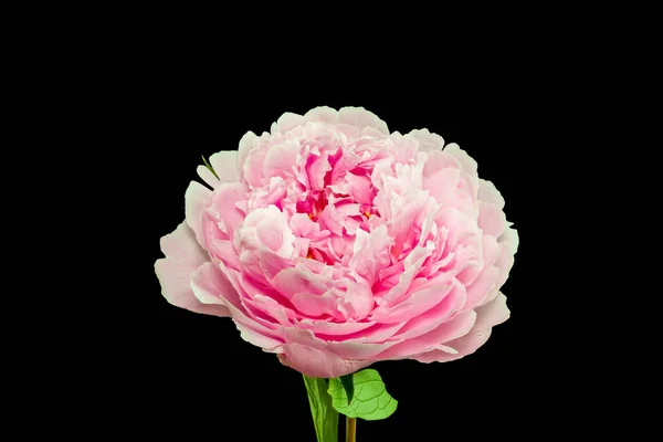 Isolerad Enda Röd Rosa Vit Pion Blomma Med Gröna Blad — Stockfoto