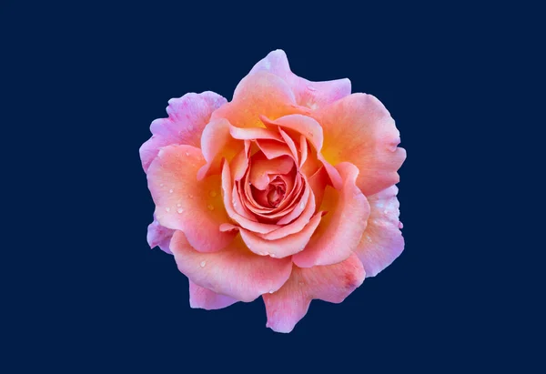 Macro Une Fleur Rose Orangée Rose Violette Sur Fond Bleu — Photo