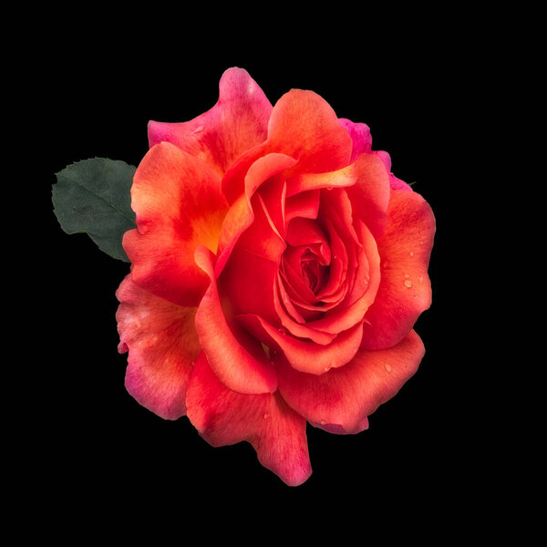 Surrealistic macro of a bold orange violet rose blossom and leaf on black background, vibrant colored fine art still life of a single isolated bloom with detailed texture and droplets