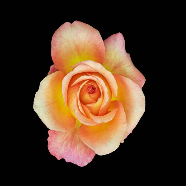 macro of an orange yellow pink veined rose blossom on black background, bright colored fine art still life of a single isolated bloom with detailed texture