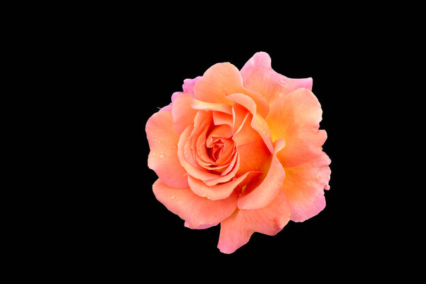 Macro of an orange pink rose blossom on black background, bright colored fine art still life image of a single isolated bloom with detailed texture and droplets