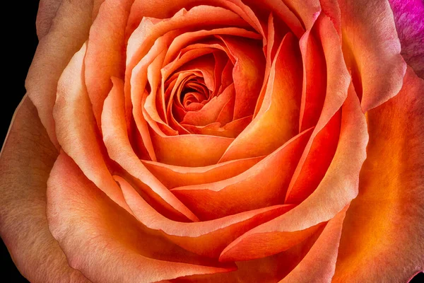 Amplio Naranja Violeta Rosa Flor Corazón Interior Macro Arte Fino — Foto de Stock