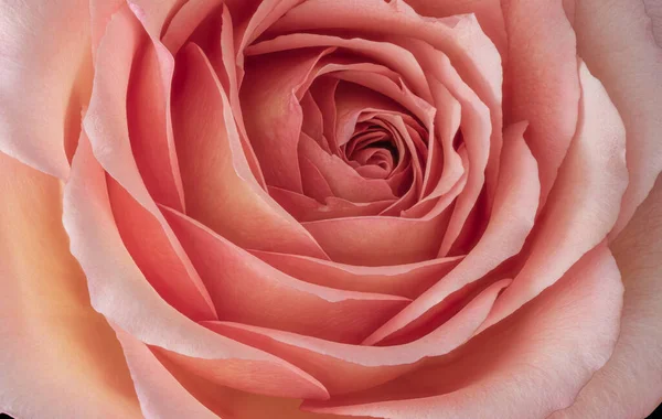 Wide Open Orange Pink Rose Blossom Inner Heart Macro Fine — Stock Photo, Image