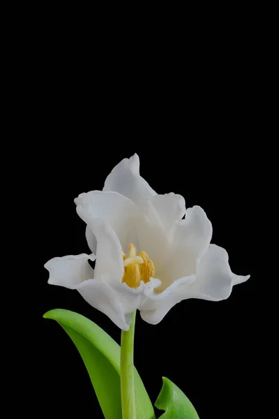 Isolato Bianco Tulipano Fiore Coppia Minimalista Macro Colore Sfondo Nero — Foto Stock