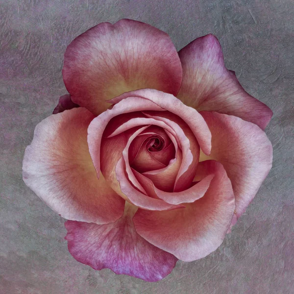 Macro Fleur Rose Violet Pastel Sur Fond Papier Texturé Couleur — Photo