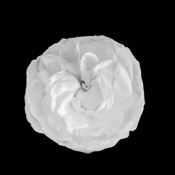 Vysoký Klíč Bílá Růže Květ Macr Černém Pozadí — Stock fotografie