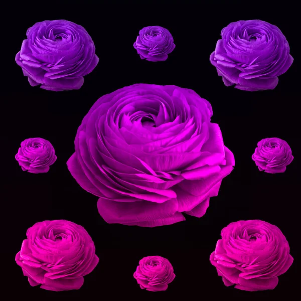 Arte Pop Collage Color Violeta Rosa Buttercup Flores Diferentes Tamaños — Foto de Stock