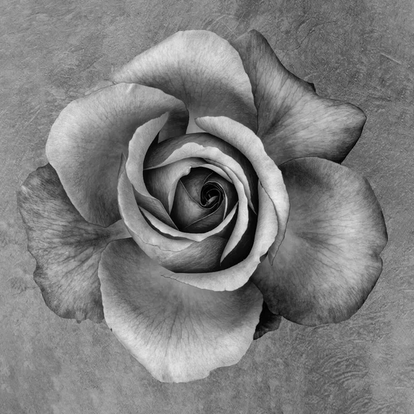 Macro Fleur Rose Monochrome Low Key Sur Fond Papier Texturé — Photo