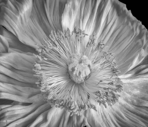 Monochrome Silk Poppy Blossom Heart Macro Black Background — Stock Photo, Image