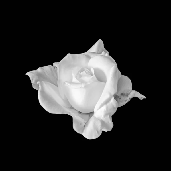 Macro Monocromo Una Flor Rosa Blanca Veteada Sobre Fondo Negro — Foto de Stock