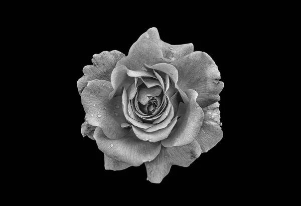 Macro Monocromo Una Flor Rosa Gris Sobre Fondo Negro Con —  Fotos de Stock