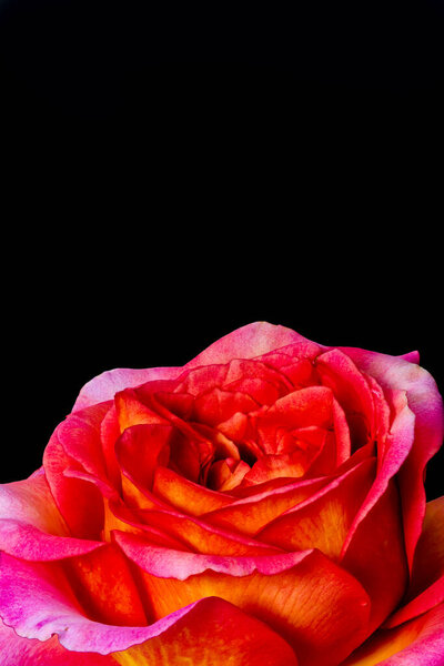 Single isolated red orange pink rose blossom with rain drops on black background