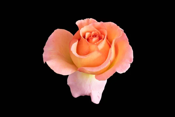 Izolované Oranžové Růžové Růžové Květy Růží Kapkami Deště Zátiší Černém — Stock fotografie