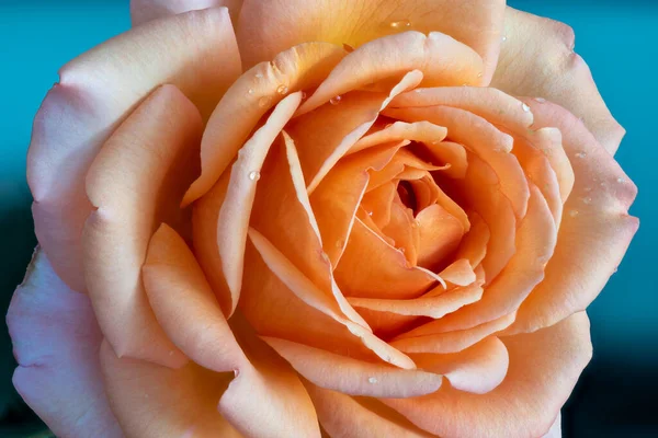 Flor Rosa Naranja Aislada Sola Con Gotas Lluvia Bodegón Arte — Foto de Stock