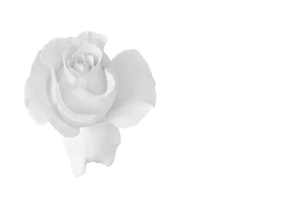 单分离单色玫瑰花 艺术静谧 背景洁白 质感细腻 — 图库照片