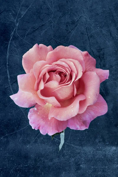 古色古香的粉红玫瑰绽放着雨滴和绿叶 艺术般的静谧生活在石板蓝灰色纹理的背景上 — 图库照片