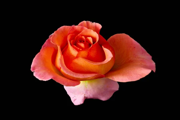 Żywy Pomarańczowy Różowy Żółty Kwiat Róży Kroplami Deszczu Piękna Sztuka — Zdjęcie stockowe