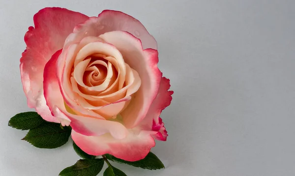 macro of a red white rose blossom with rain drops and green leaves on gray paper background