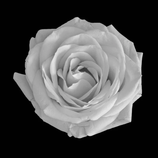 Monochromes Makro Einer Runden Eleganten Weißen Rosenblüte Auf Schwarzem Hintergrund — Stockfoto