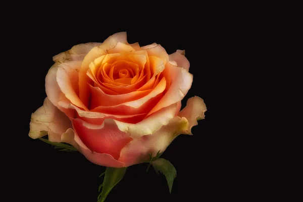 Macro Rose Éclatante Colorée Une Seule Fleur Oranger Isolée Fond — Photo