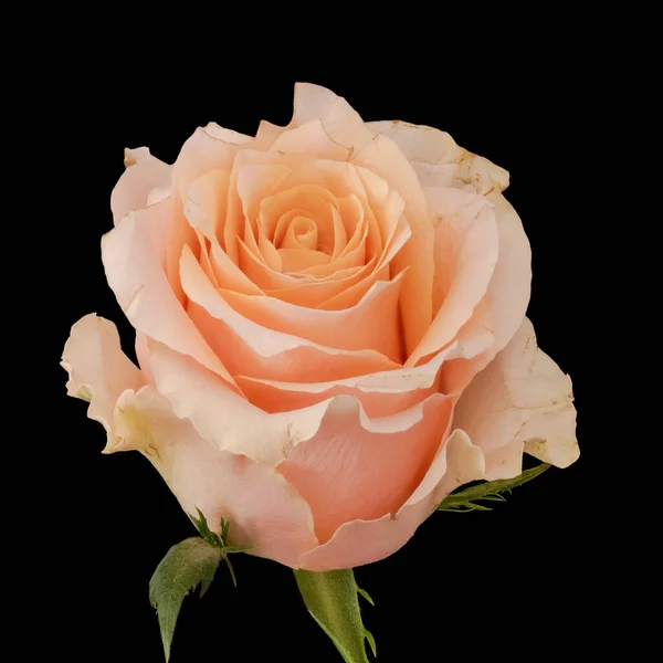 Pastelowy Kolor Róży Makro Pojedynczego Pojedynczego Odizolowanego Kwiatu Pomarańczy Czarnym — Zdjęcie stockowe