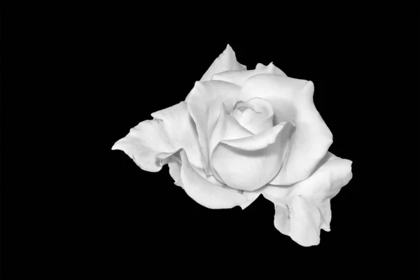 Szépművészet Csendélet Monokróm Elölnézet Makró Fotó Egy Fehér Rózsa Virág Jogdíjmentes Stock Képek