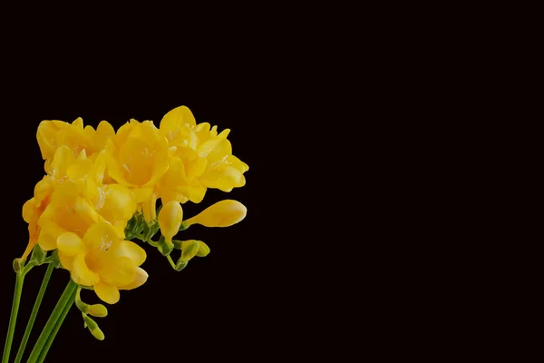 黑色背景下的黄花和花蕾 图库照片