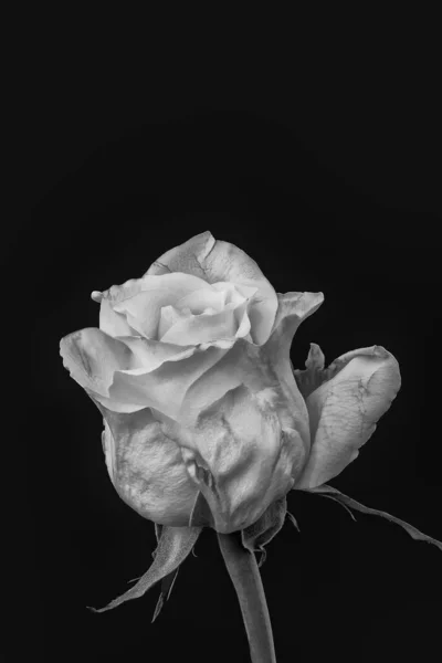 单色玫瑰在黑色底色艺术上的宏观花朵在黑色底色上依然是一朵花的生命 — 图库照片