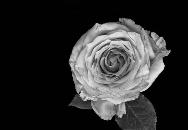 Macro Fleur Rose Blanche Sur Fond Noir — Photo