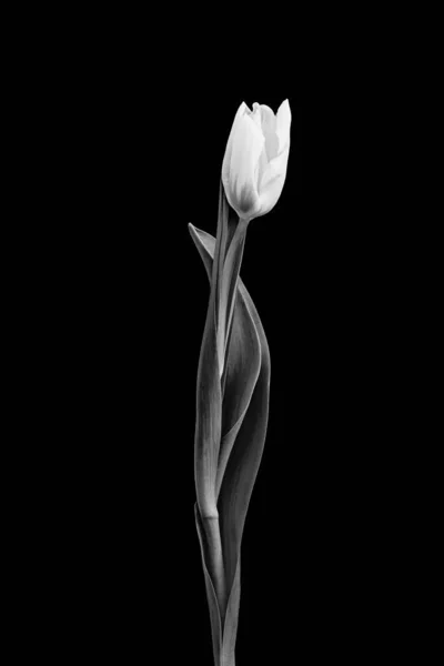 Monochrome Single Isolated Veined Tulip Vintage Painting Style — Stock Photo, Image