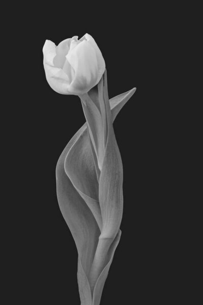 Single isolated monochrome veined tulip macro on black background