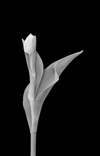 Monochrom Elegant Einzelne Isolierte Tulpe Vintage Malstil — Stockfoto