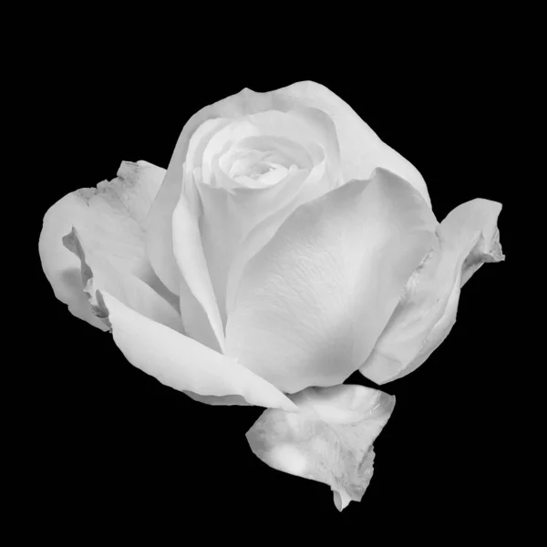 Macro Fleur Rose Blanche Monochrome Fond Noir Beaux Arts Nature — Photo