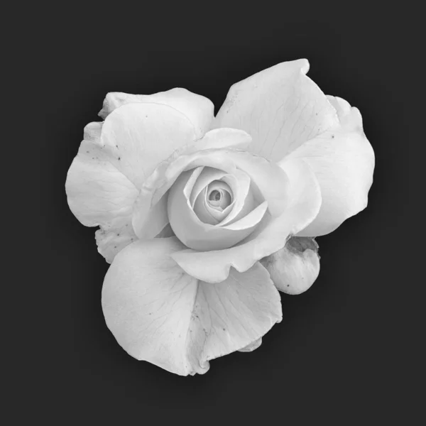 Macro Fleur Rose Blanche Vieillie Monochrome Sur Fond Noir — Photo