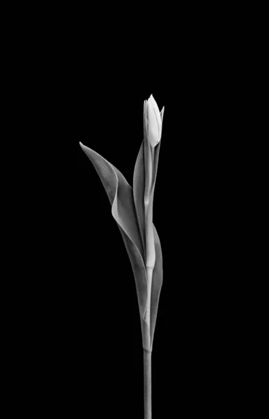 Monochrome Elegant Single Isolated Tulip Vintage Painting Style Black Background — Stock Photo, Image