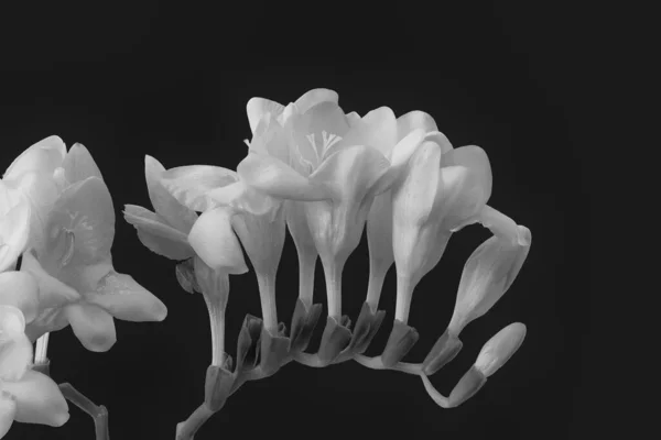 Monochrome Freesia Blüten Und Knospen Makro Auf Schwarzem Hintergrund — Stockfoto