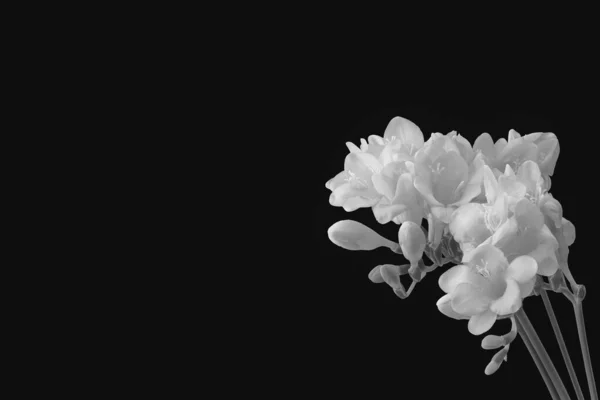 Tek Renkli Frezya Çiçekleri Tomurcukları Siyah Arkaplanda Büyür — Stok fotoğraf