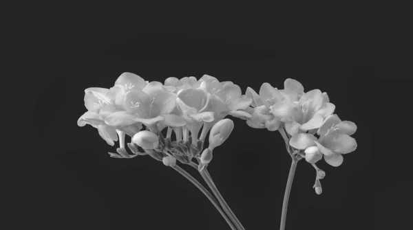 Izolat Monocrom Înflorire Freesias Muguri Tulpină Macro Fundal Gri Închis — Fotografie, imagine de stoc