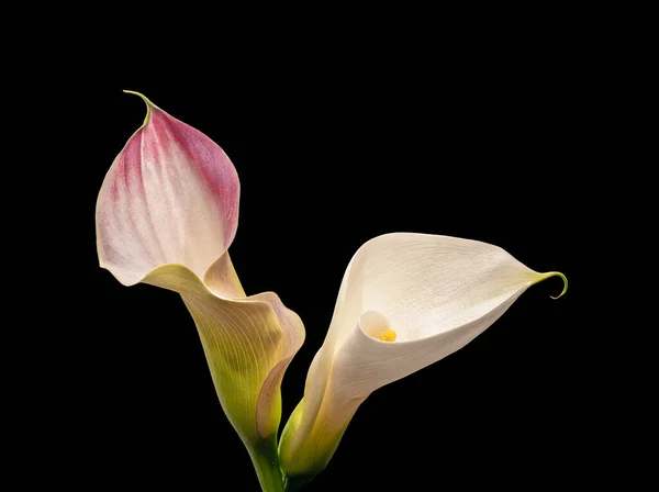 Siyah Zemin Üzerinde Izole Edilmiş Bir Çift Calla Çiçeği Güzel — Stok fotoğraf