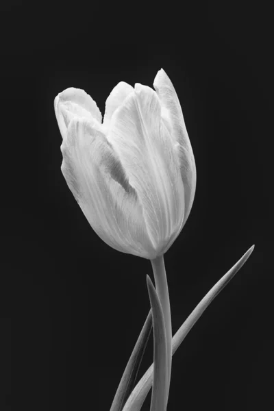 Heldere Monochrome Tulp Bloesem Macro Zwarte Achtergrond — Stockfoto