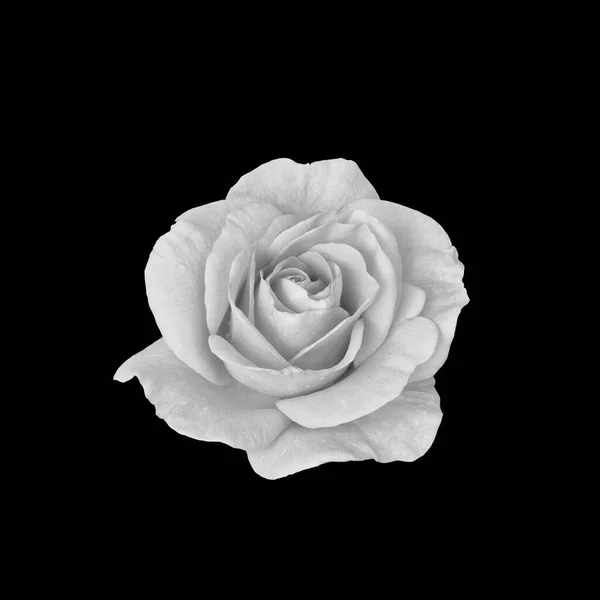 Monochromatyczny Biały Kwiat Róży Kroplami Deszczu Makro Czarnym Tle — Zdjęcie stockowe