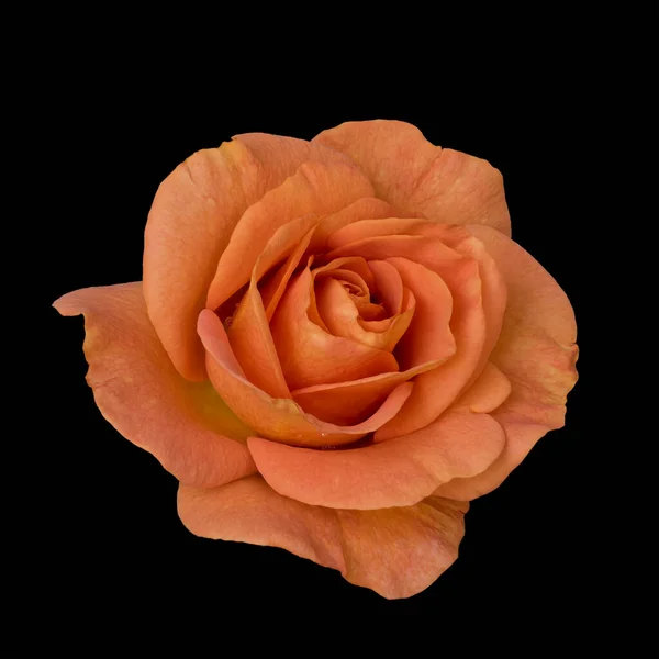 Pomarańczowy Kwiat Róży Kroplami Deszczu Makro Czarnym Tle — Zdjęcie stockowe