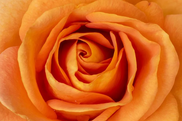 Corazón Flor Rosa Naranja Vibrante Con Gotas Lluvia Macro — Foto de Stock